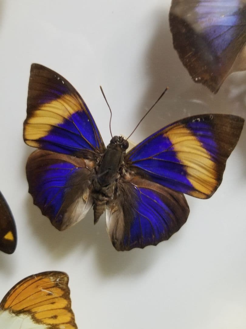 蝶々色々 標本 ナルキ♂️(亜種)含む