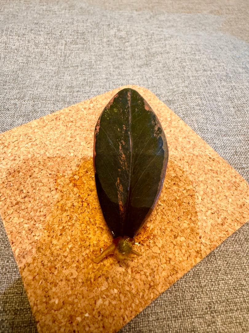 ザミオクルカス　ブラックピンク　早い者勝ち12/13まで