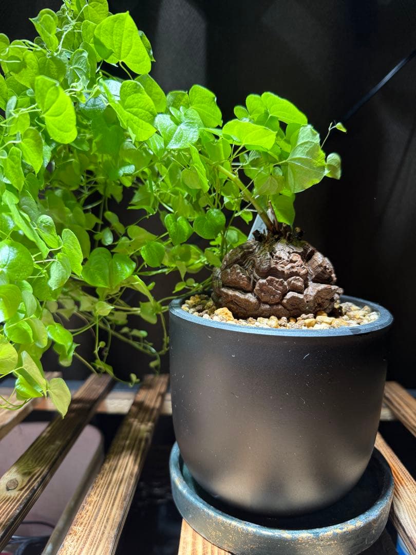 【良型幅約8.5cmバキバキ】ディオスコレアエレファンティペス亀甲竜現品鉢ごと