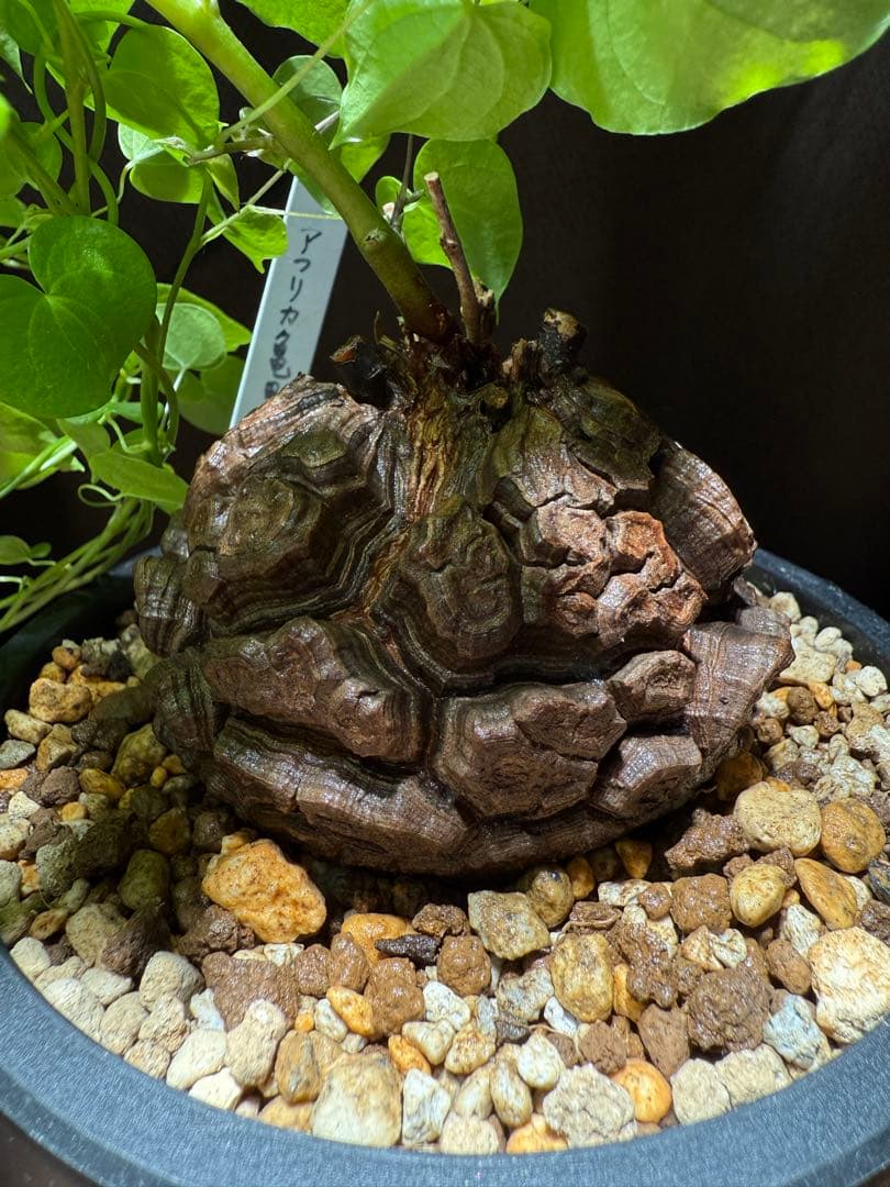 【良型幅約8.5cmバキバキ】ディオスコレアエレファンティペス亀甲竜現品鉢ごと