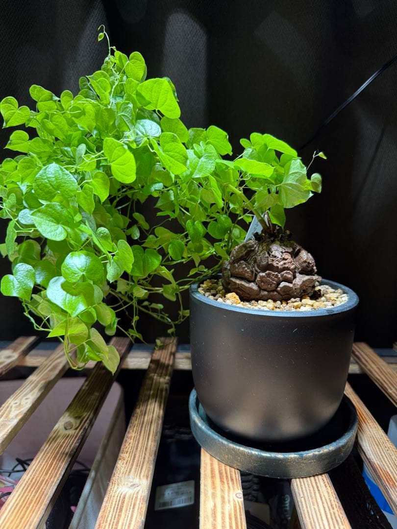 【良型幅約8.5cmバキバキ】ディオスコレアエレファンティペス亀甲竜現品鉢ごと