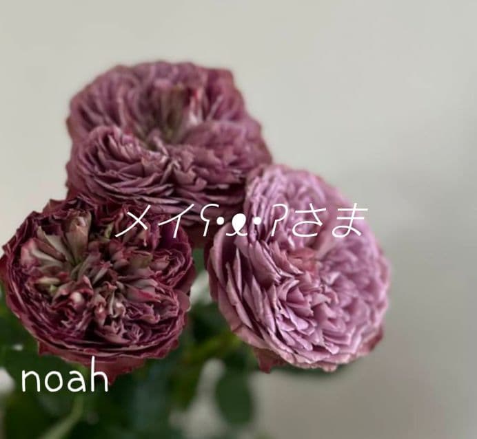 メイʕ•ᴥ•ʔさま　バラ　苗