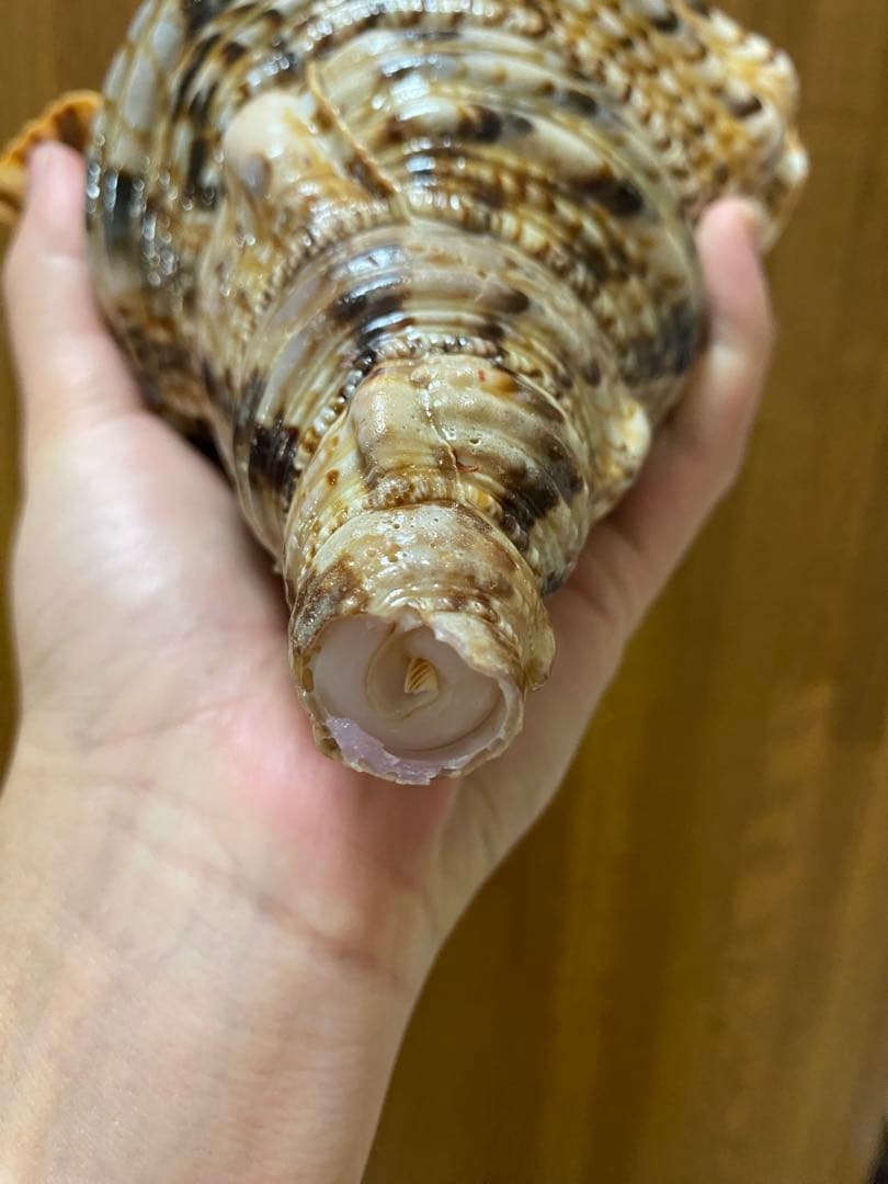 法螺貝　新鮮なホラ貝 色味や模様がとても美しい　35cm 900グラム前後