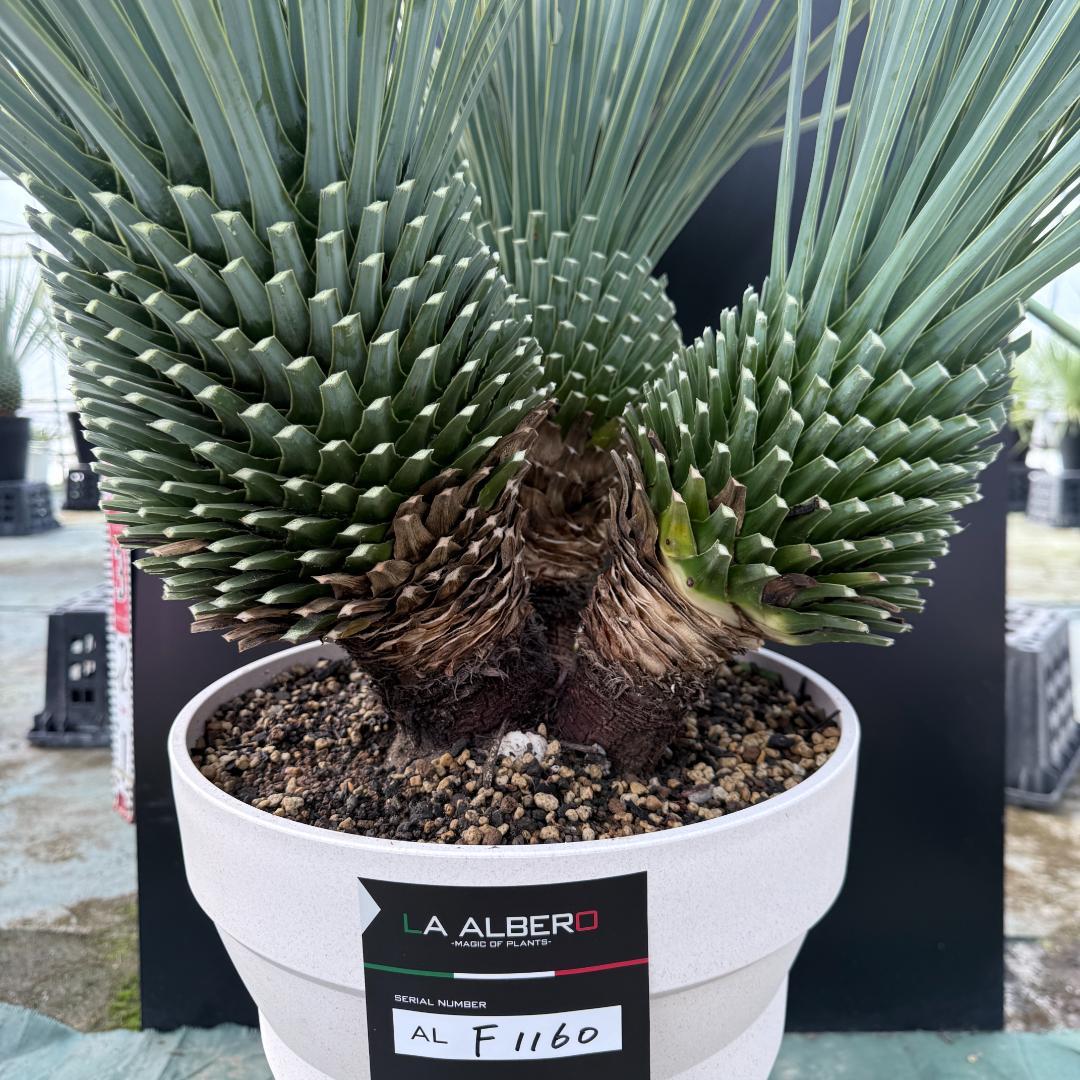 【AL-F1160】ユッカ　ロストラータ　超希少トリプルヘッド　極太