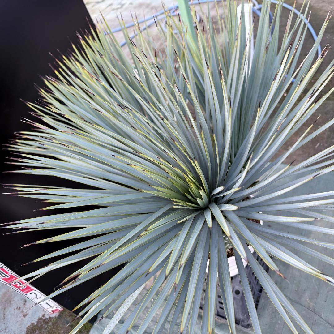 【AL-F1160】ユッカ　ロストラータ　超希少トリプルヘッド　極太