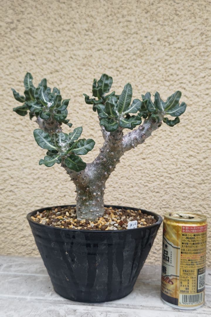 パキポディウムタッキー