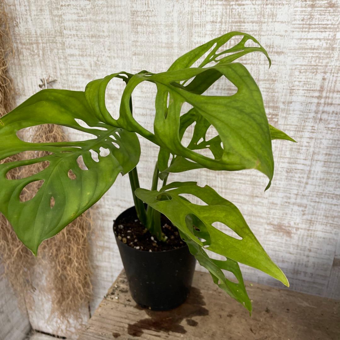 大特価！3鉢価格！レア！モンステラ　エスケレート　苗　苗木　観葉植物