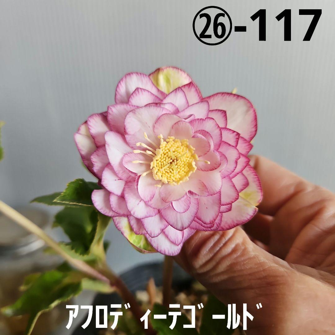 ㉖-117クリスマスローズ