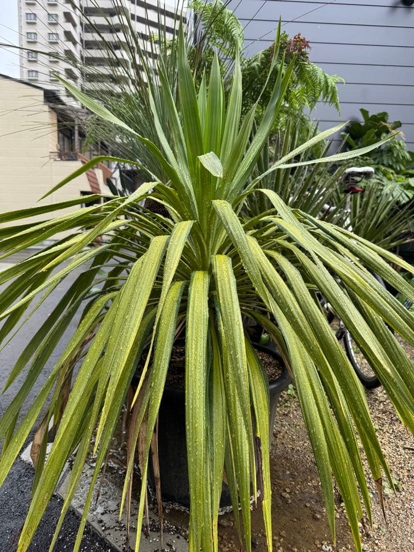 ユッカ プレミアムゴールド