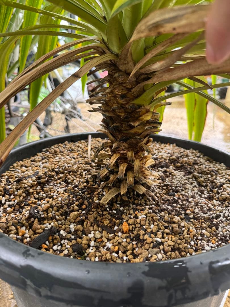 ユッカ プレミアムゴールド