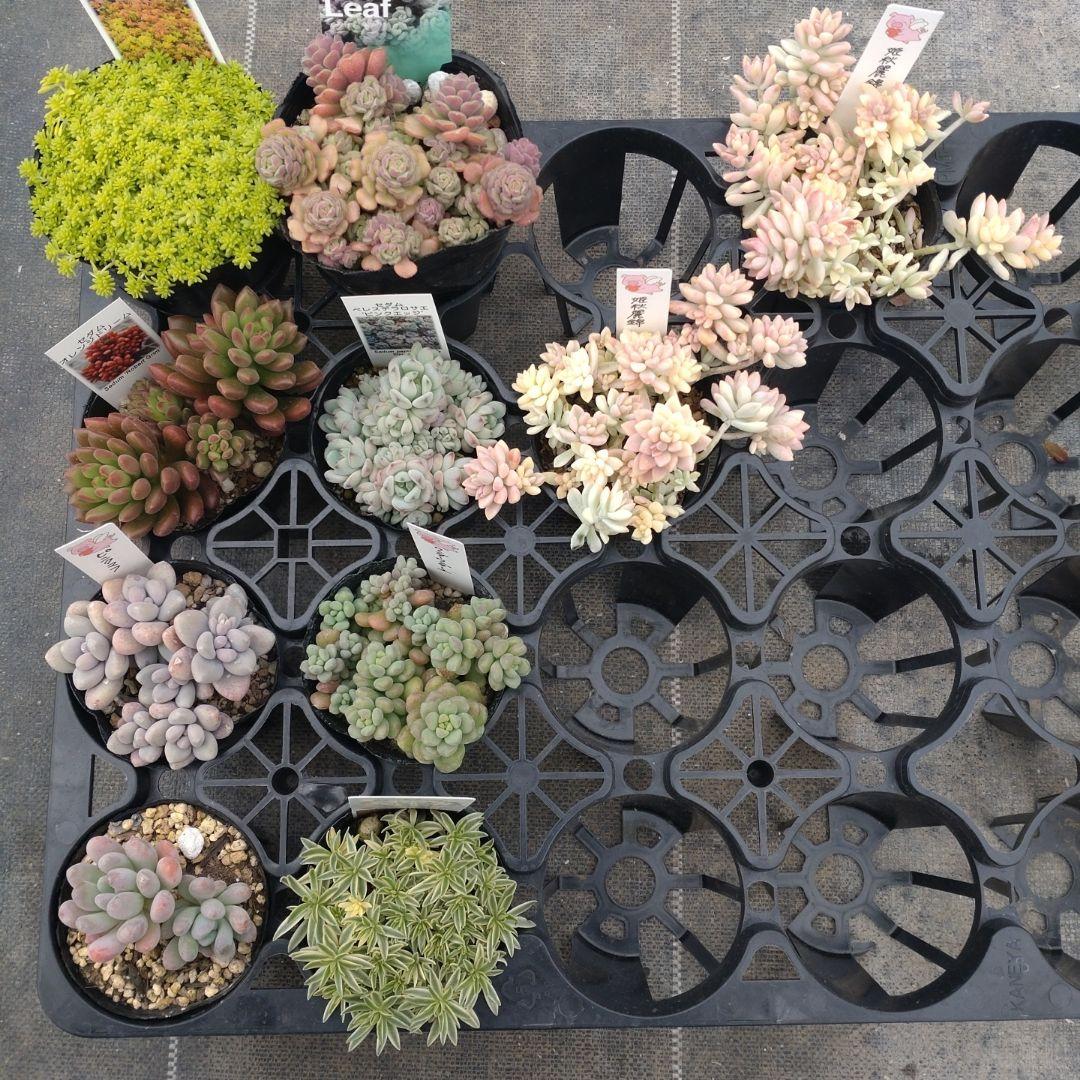 おうはなさん専用