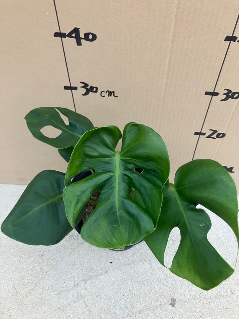 モンステラ　デリシオーサ実生株　斑入り　変異株　2鉢セット