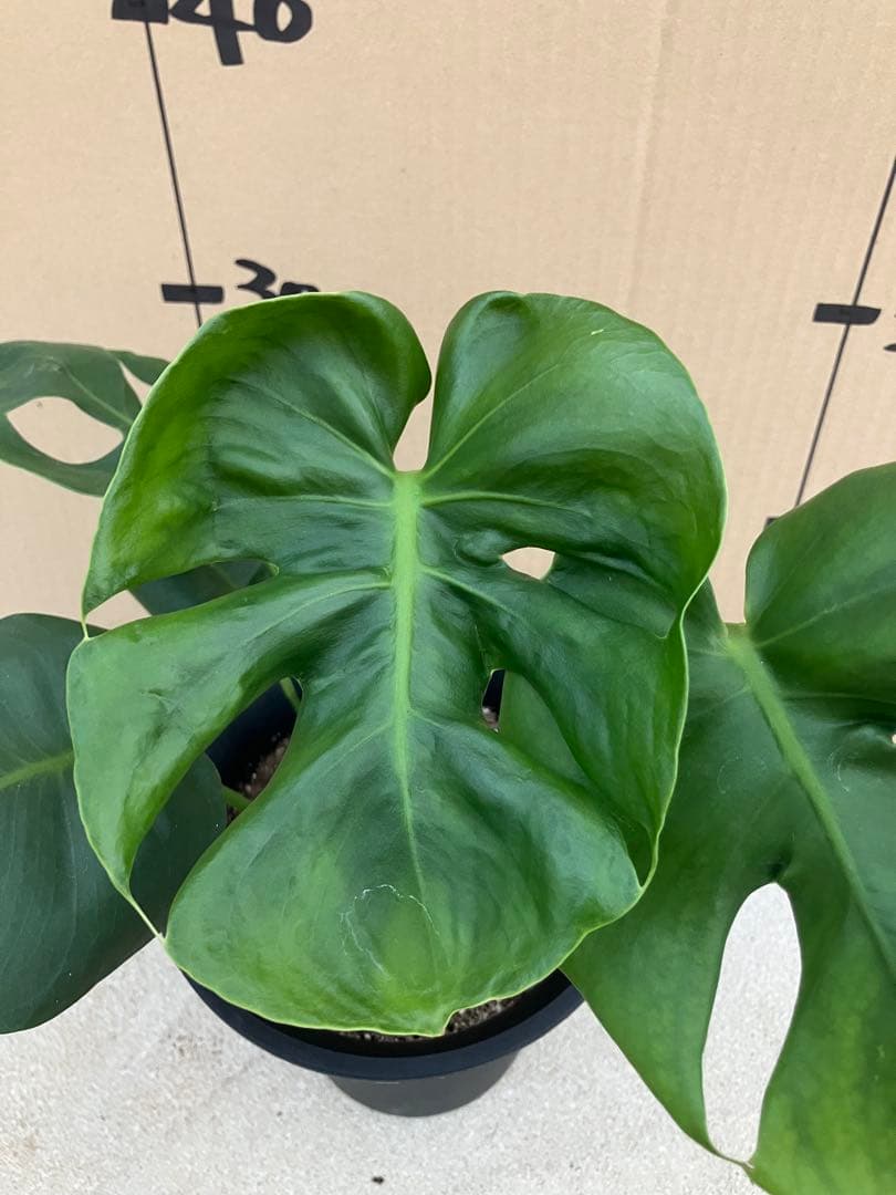 モンステラ　デリシオーサ実生株　斑入り　変異株　2鉢セット