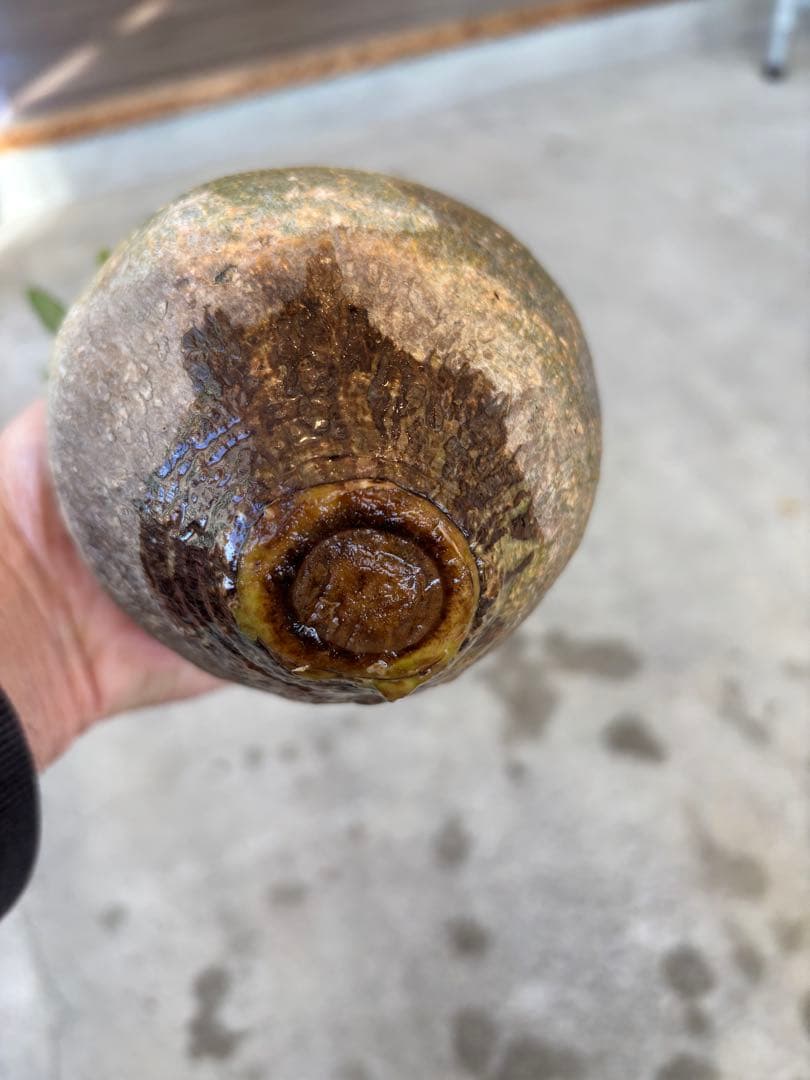 グラキリス　ベアルート