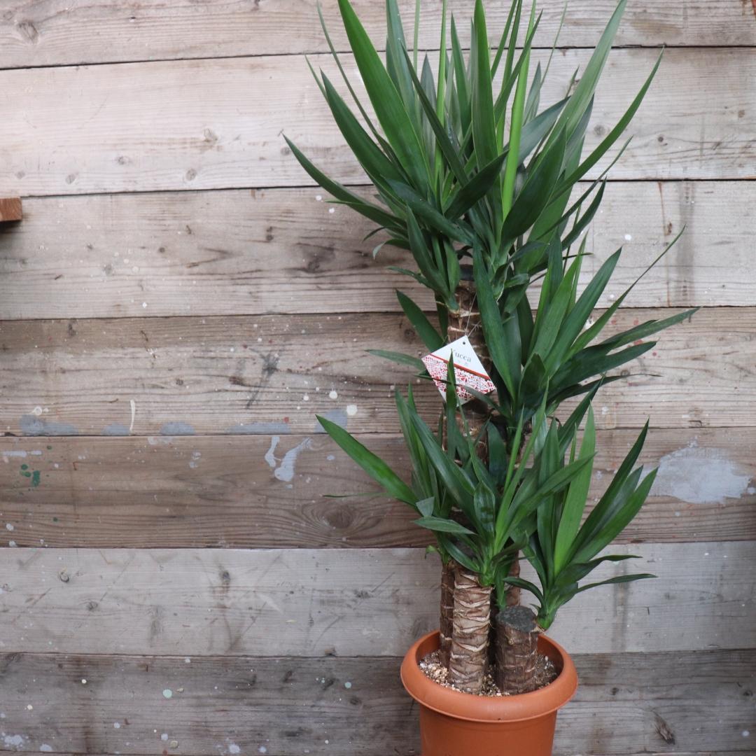 ★ポットごと♡8号♡ユッカ♡3本立て♡観葉植物♡おしゃれ♡インテリア
