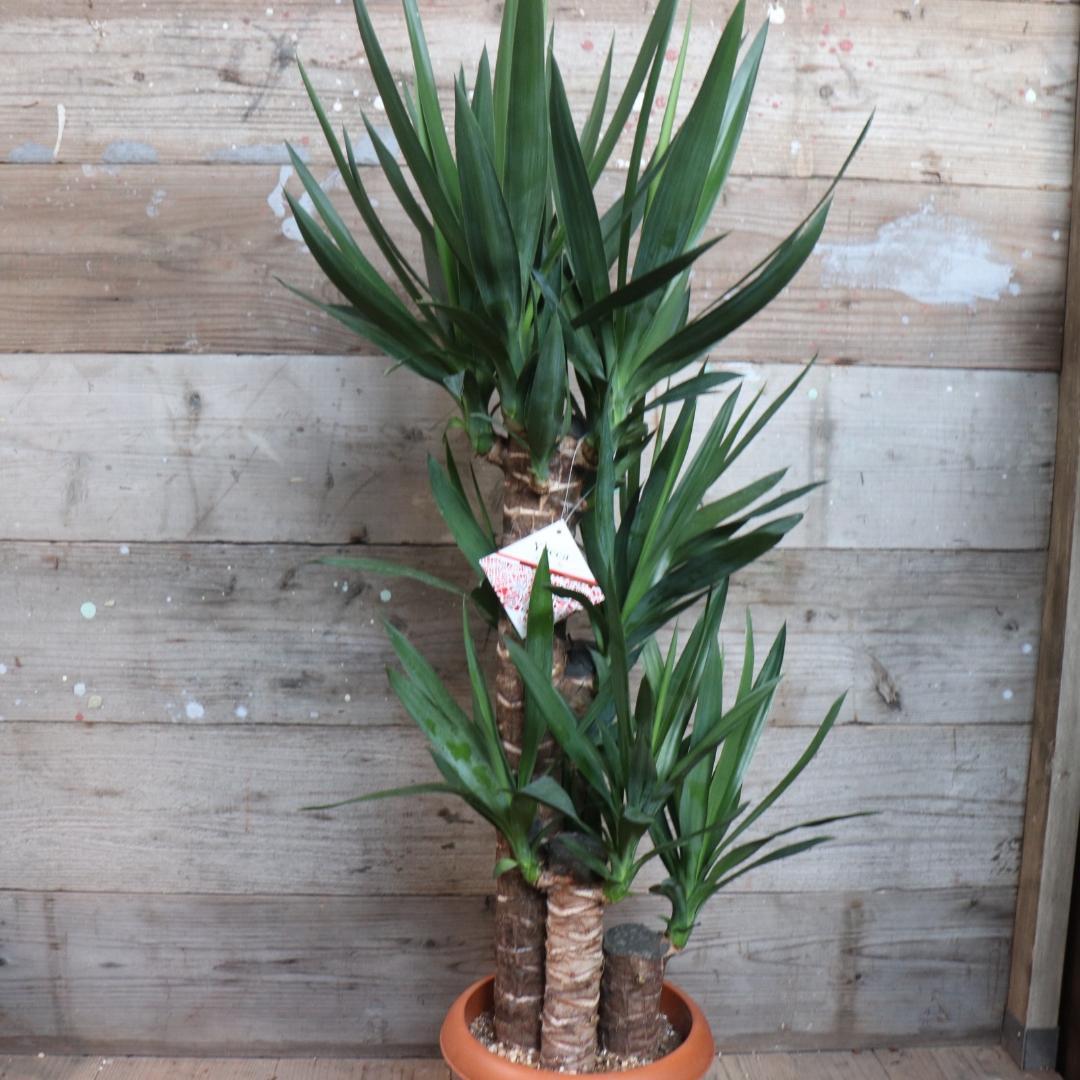 ★ポットごと♡8号♡ユッカ♡3本立て♡観葉植物♡おしゃれ♡インテリア