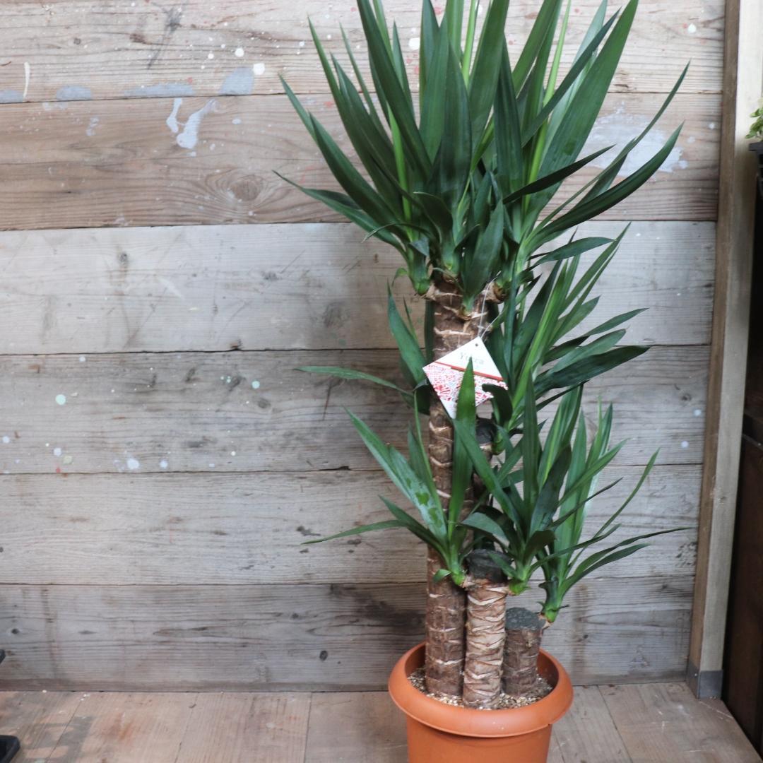 ★ポットごと♡8号♡ユッカ♡3本立て♡観葉植物♡おしゃれ♡インテリア