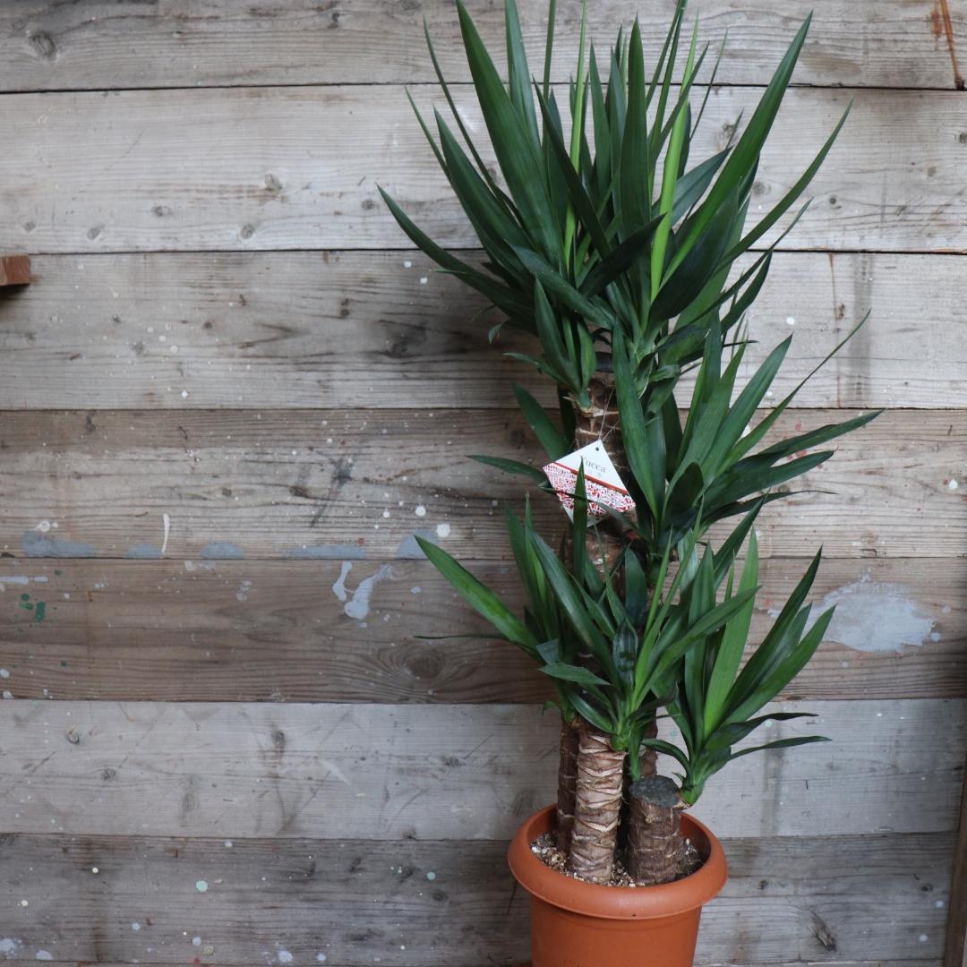 ★ポットごと♡8号♡ユッカ♡3本立て♡観葉植物♡おしゃれ♡インテリア