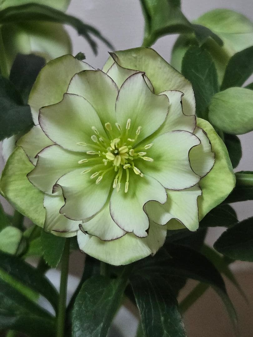 ☆クリスマスローズ☆ホワイトピコ　グリーンリップ☆7号鉢☆