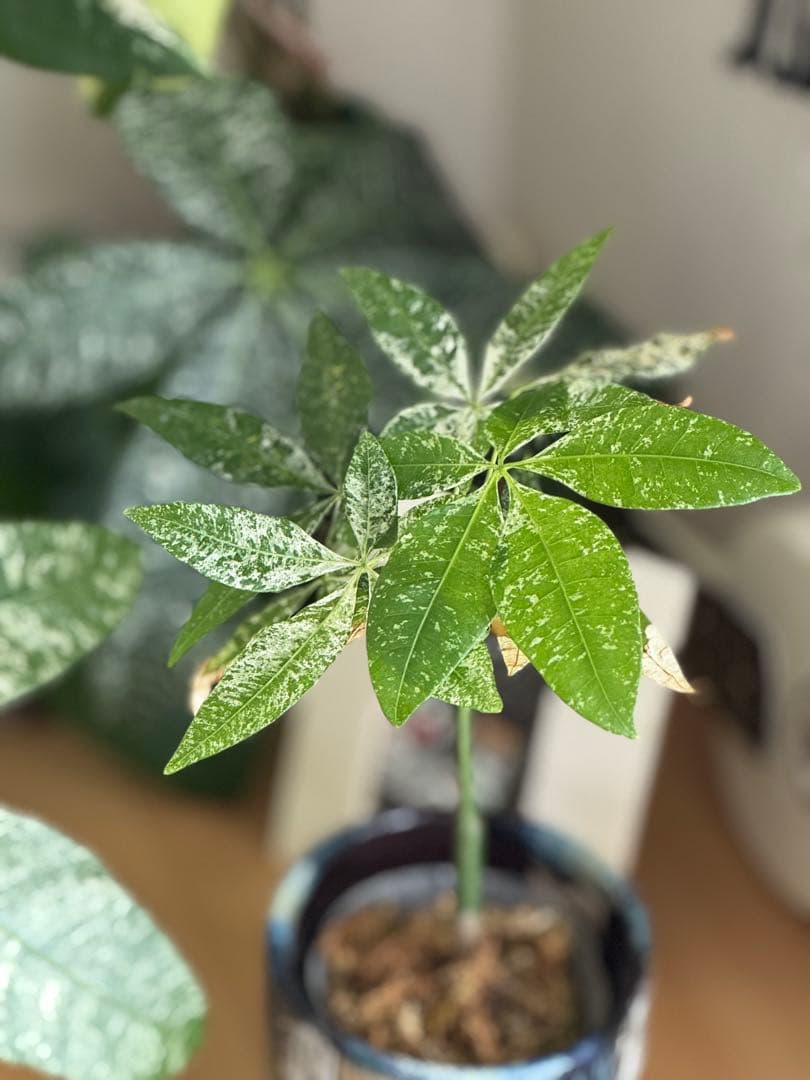 幹太!! 希少 ★★ パキラミルキーウェイ 実生 斑入り ★★