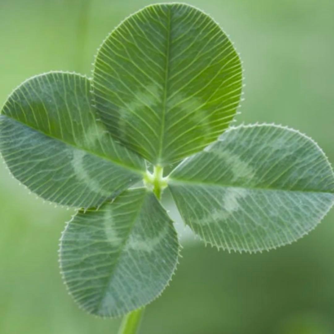 専用ページ　　　ギヨシェ彫　クローバー　シルバー