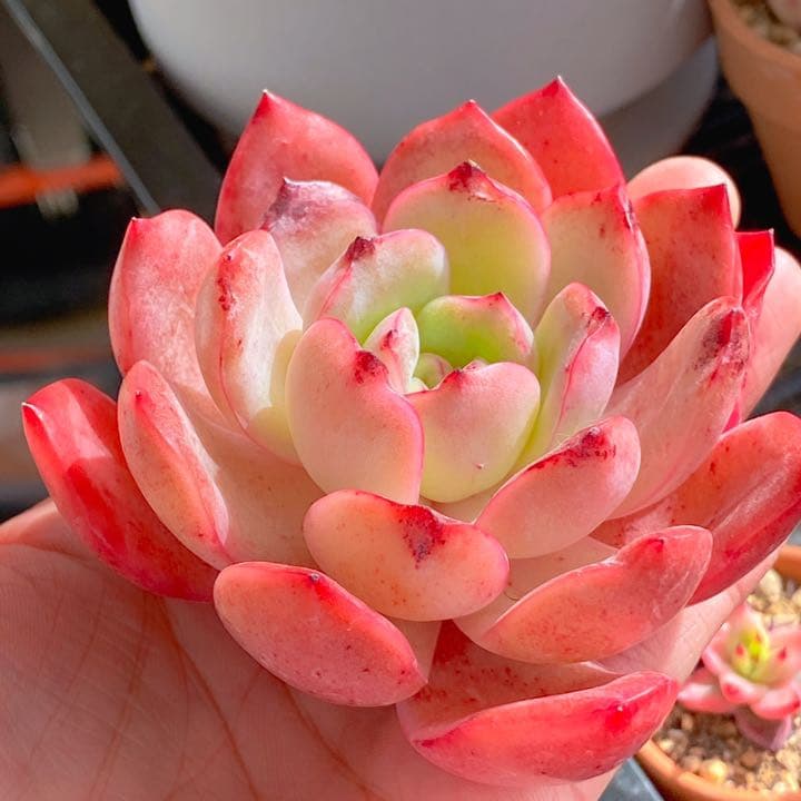 久々入荷　グラムピンク