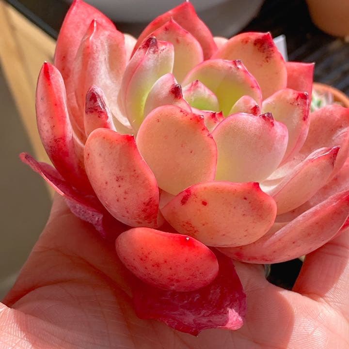 久々入荷　グラムピンク