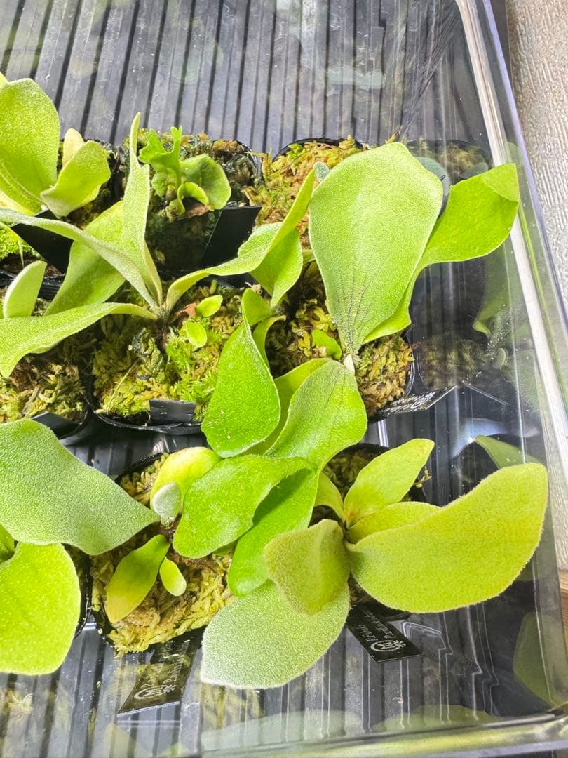 ビカクシダ　15種