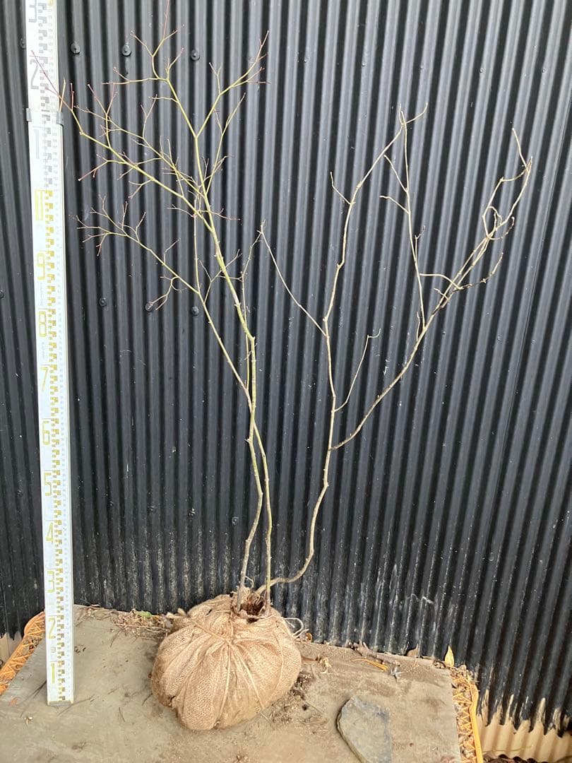 山採り　コハウチワカエデ　アオダモ