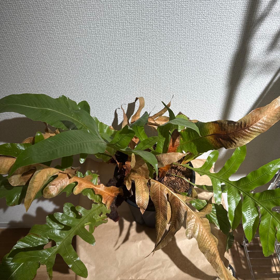 アグラモルファ　コロナンス　鉢ごと