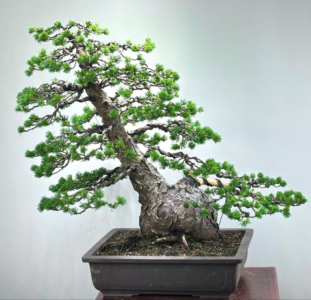 五葉松　瑞祥　激古　盆栽
