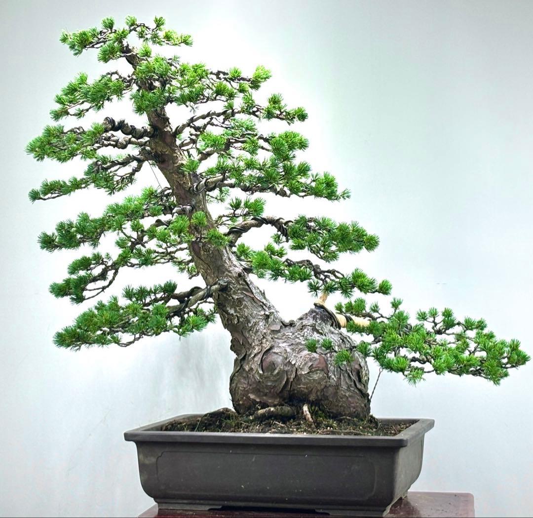 五葉松　瑞祥　激古　盆栽