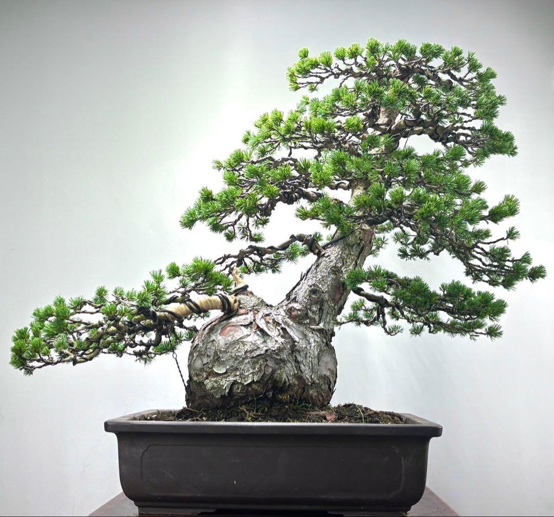 五葉松　瑞祥　激古　盆栽