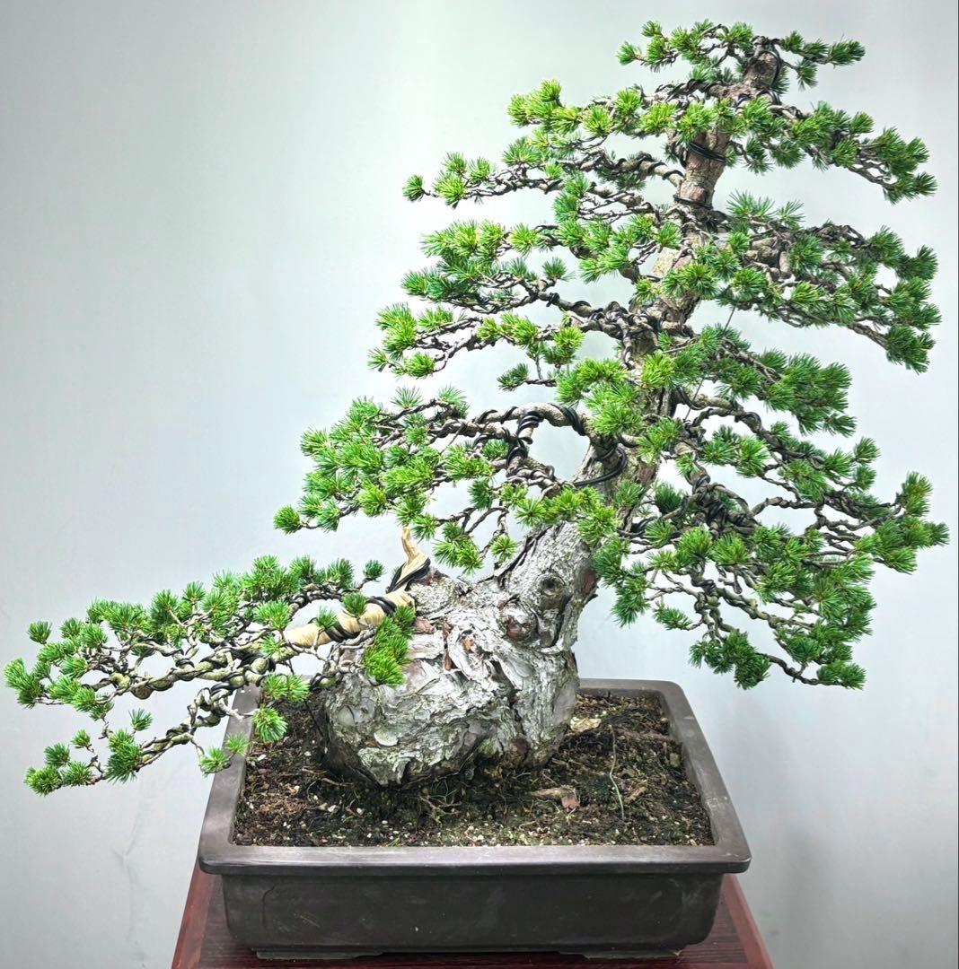 五葉松　瑞祥　激古　盆栽