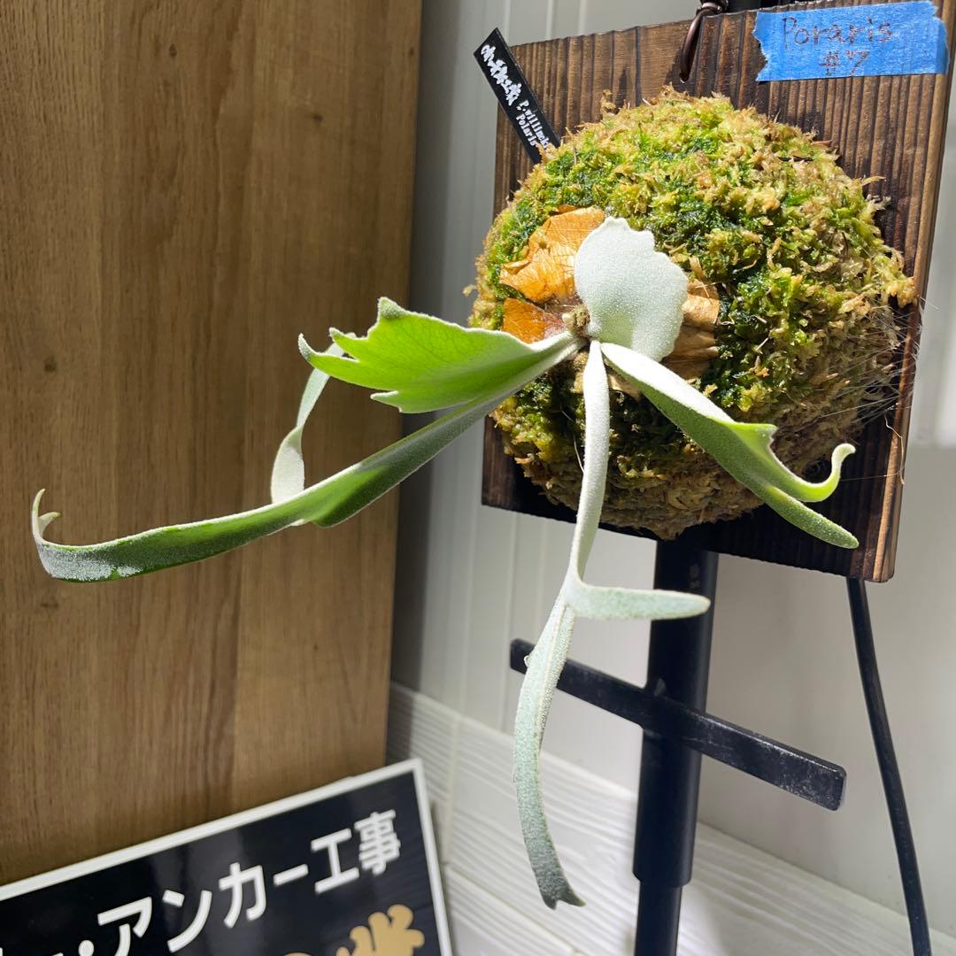 m*i様 ビカクシダ P.willinckii Polaris ポラリス　子株