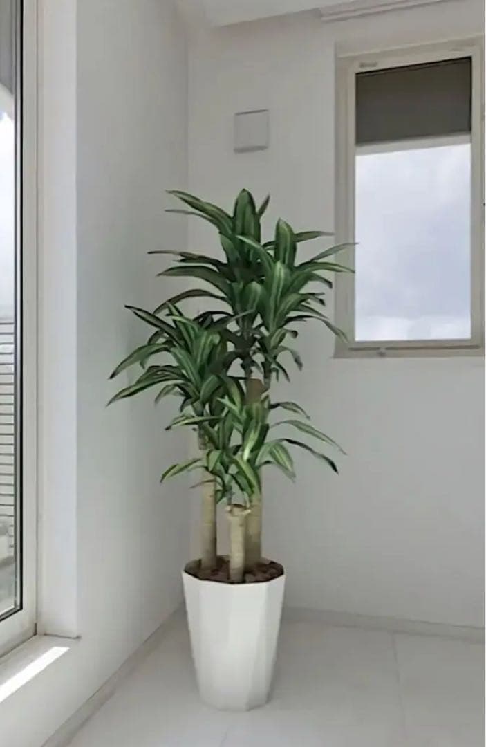 光触媒　人工観葉植物　フェイクグリーン　ドラセナ　幸福の木マッサン160