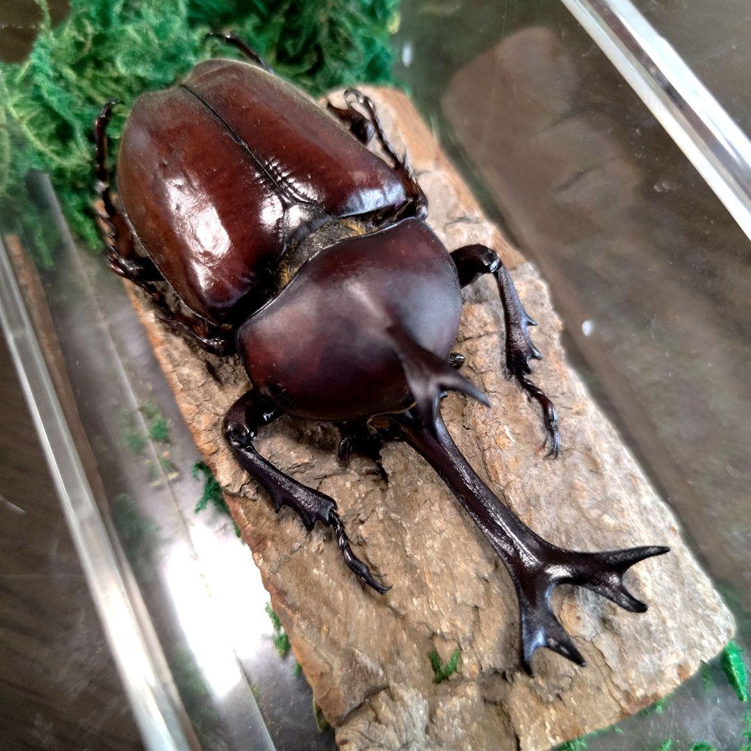 宝物野生巨大超特大大型87mm頭角19.8mm胸角6.4mmぐらいカブトムシ標本