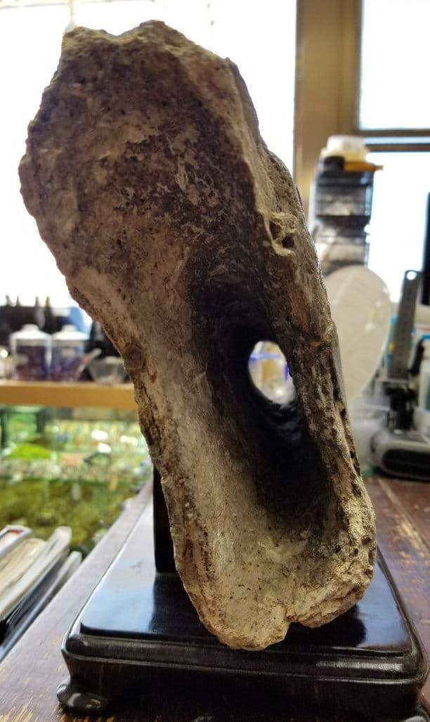 ナウマン象　化石