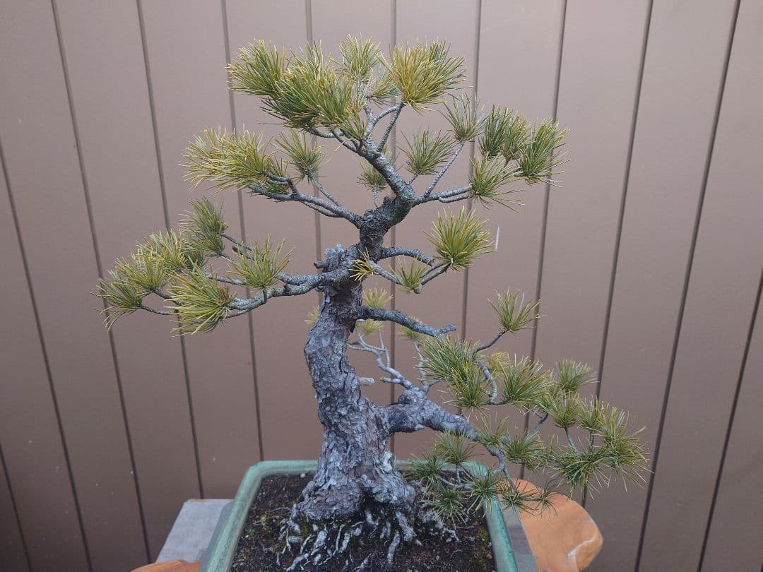 盆栽　五葉松　樹高57cm