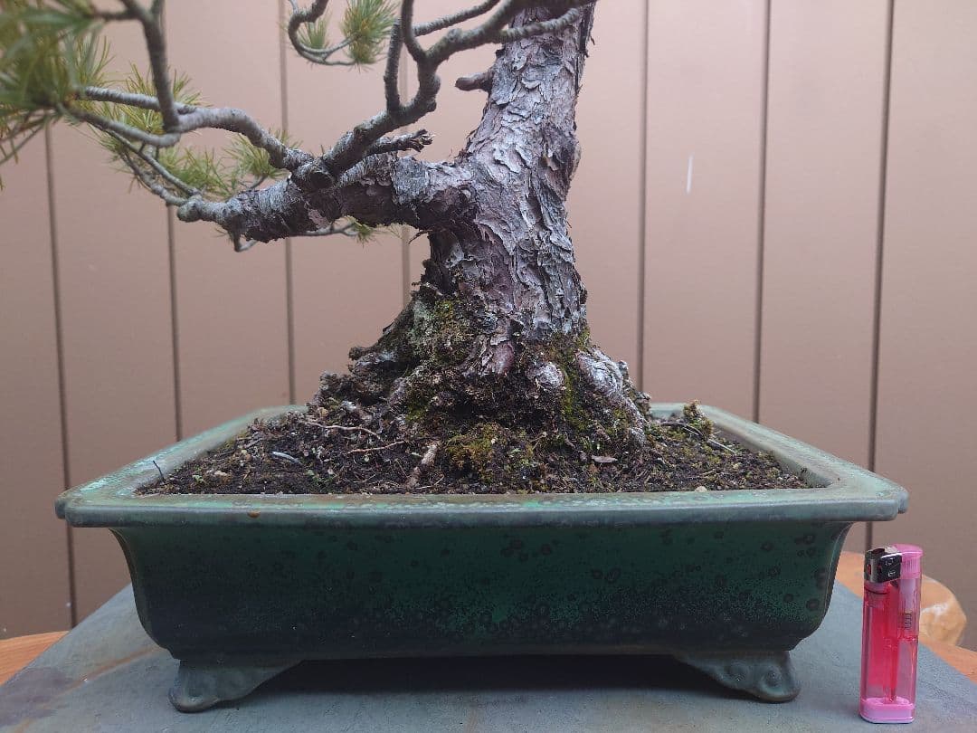 盆栽　五葉松　樹高57cm