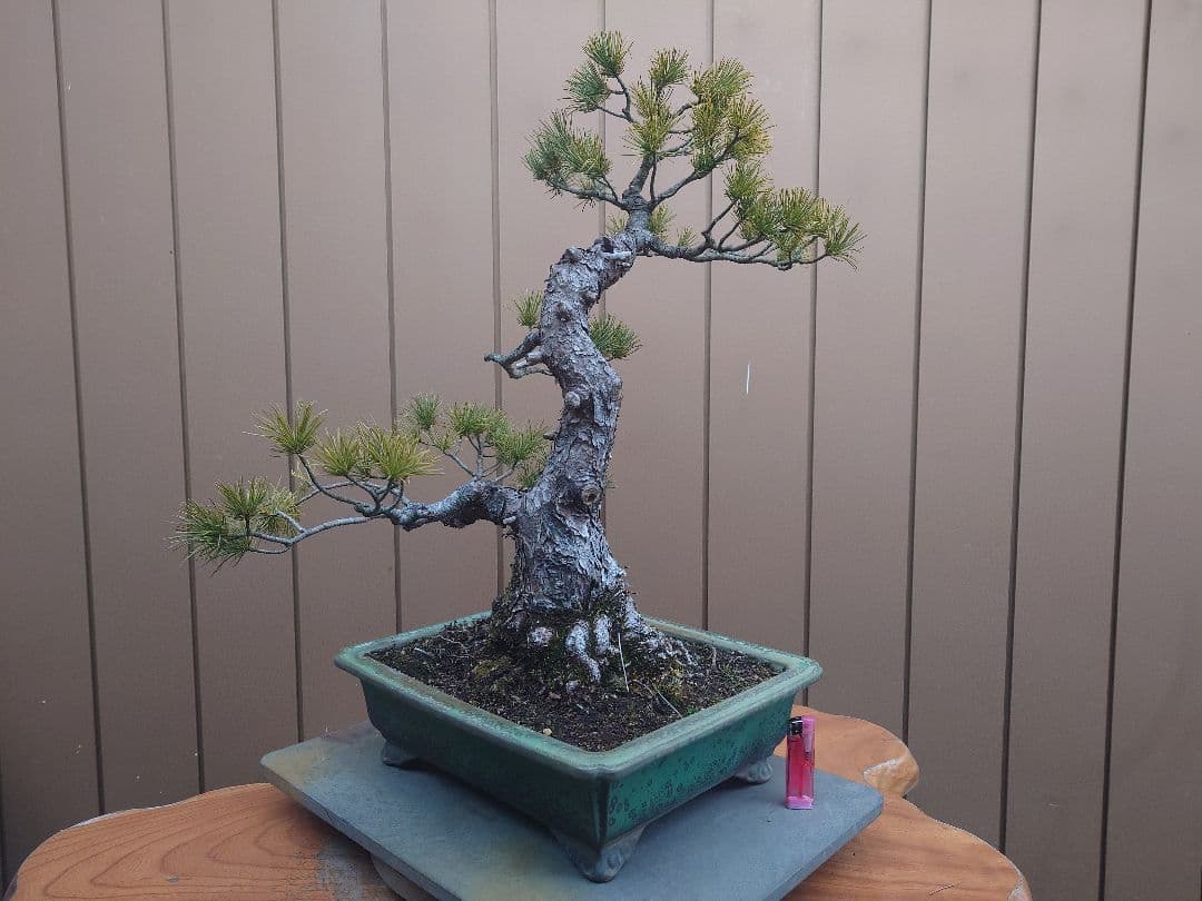 盆栽　五葉松　樹高57cm