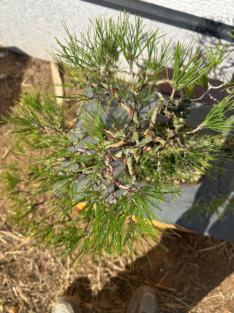 赤松盆栽　株立ち