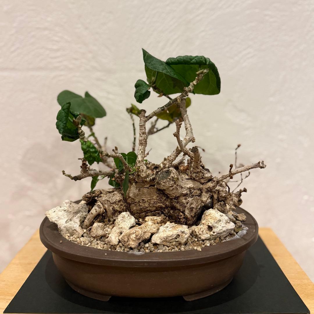 塊根植物 琉球盆栽 オオハマボウ 発根済 盆栽 盆栽風 大人気 鉢込み横21cm