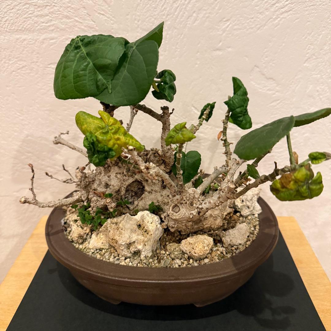 塊根植物 琉球盆栽 オオハマボウ 発根済 盆栽 盆栽風 大人気 鉢込み横21cm