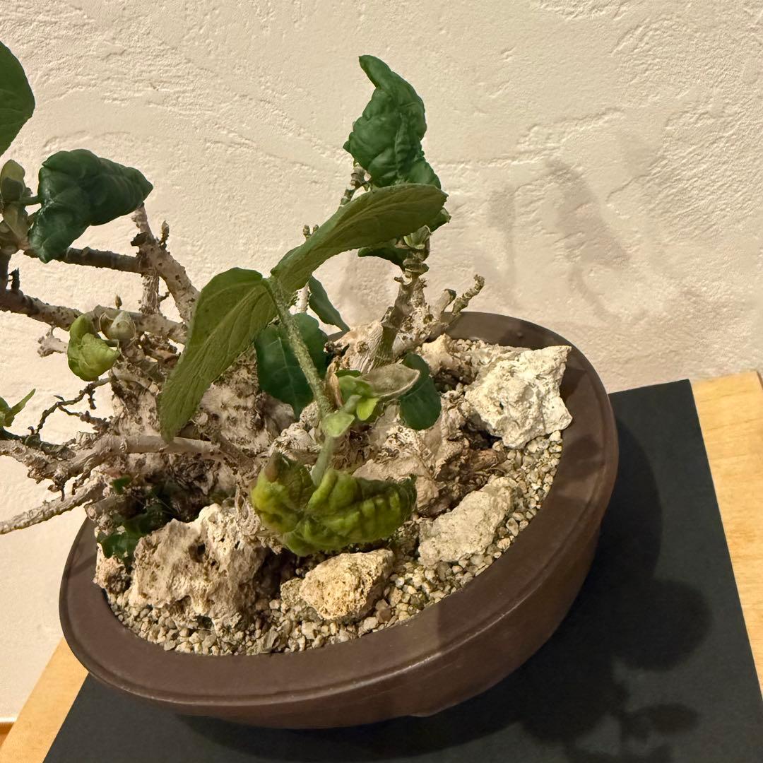 塊根植物 琉球盆栽 オオハマボウ 発根済 盆栽 盆栽風 大人気 鉢込み横21cm