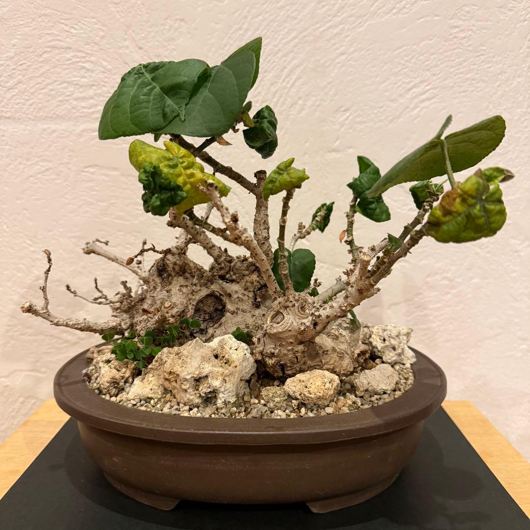 塊根植物 琉球盆栽 オオハマボウ 発根済 盆栽 盆栽風 大人気 鉢込み横21cm