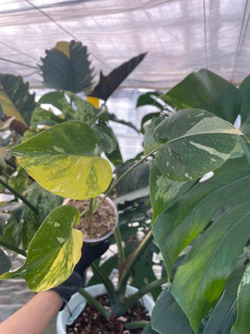 1モンステラ　ミラクル　タイコンステレーション