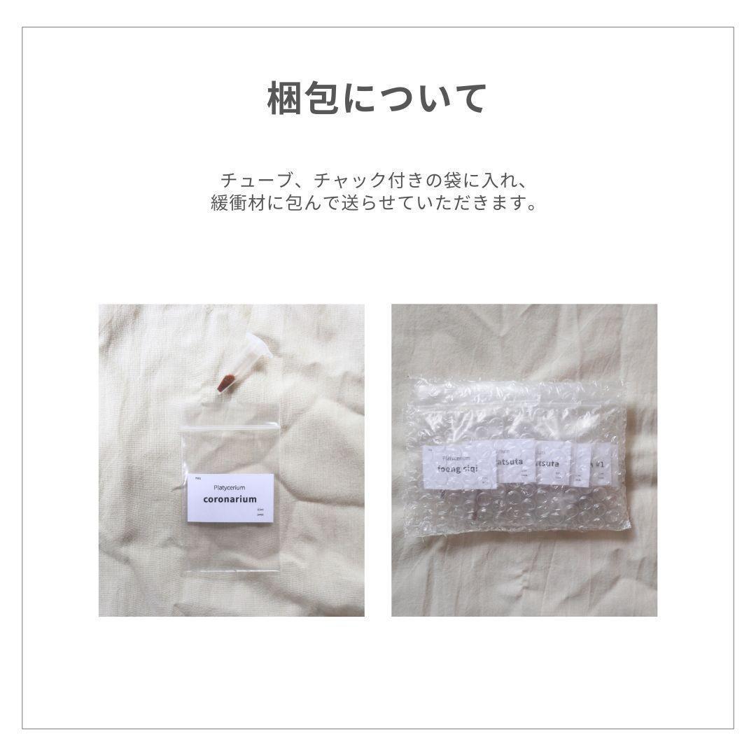 【数量限定】ビカクシダ胞子　60種セット