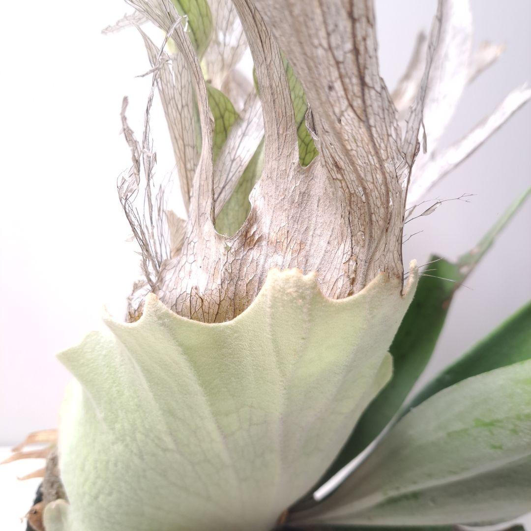 P.veitchii 大株 ビカクシダ 現品 観葉植物