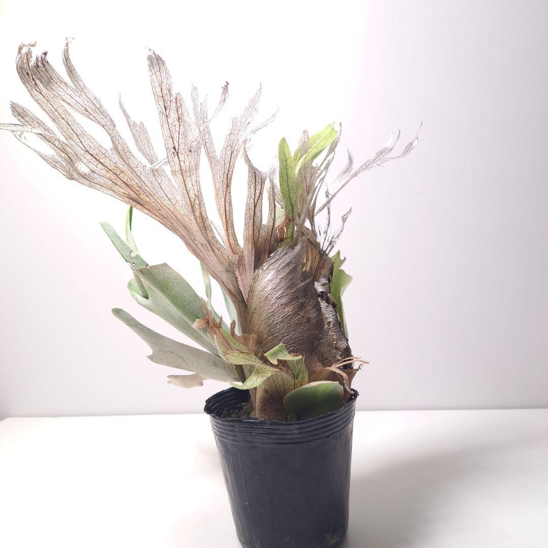 P.veitchii 大株 ビカクシダ 現品 観葉植物
